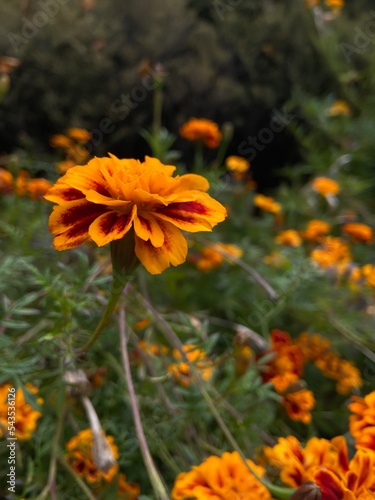 bright orange french marigold in public garden