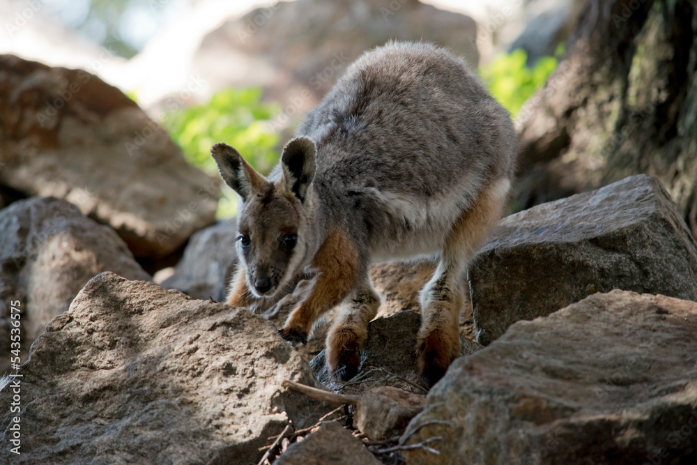 the young yellow footed rock wallaby is climbing the rocks the young yellow footed rock wallaby is climbing the rocks