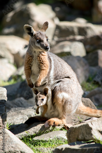 Fotografía the yellow footed rock wallaby is is an Australian marsupial