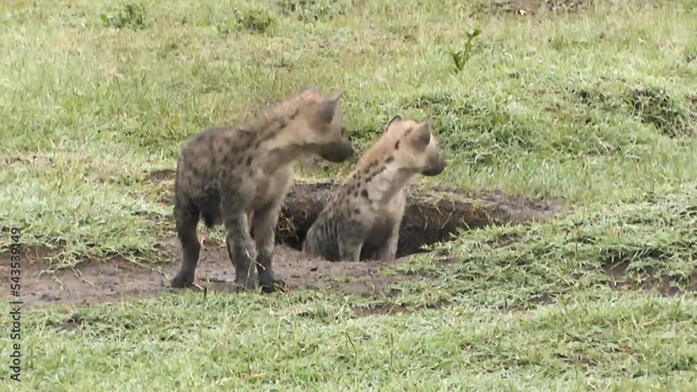 Curious hyena cub looking around and racing from his sibling sitting in a den Curious hyena cub looking around and racing from his sibling sitting in a den