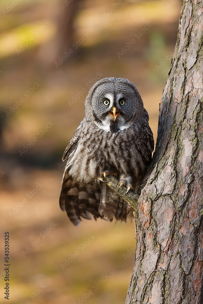 Fototapeta premium male great grey owl (Strix nebulosa) sitting on a pine tree