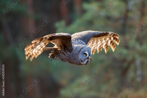 male great grey owl (Strix nebulosa) detail of bird in flight