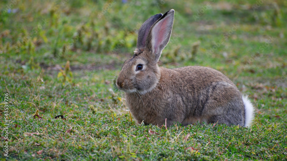 Rabbit sitting on the grass closeup. Rabbit sitting on the grass closeup.