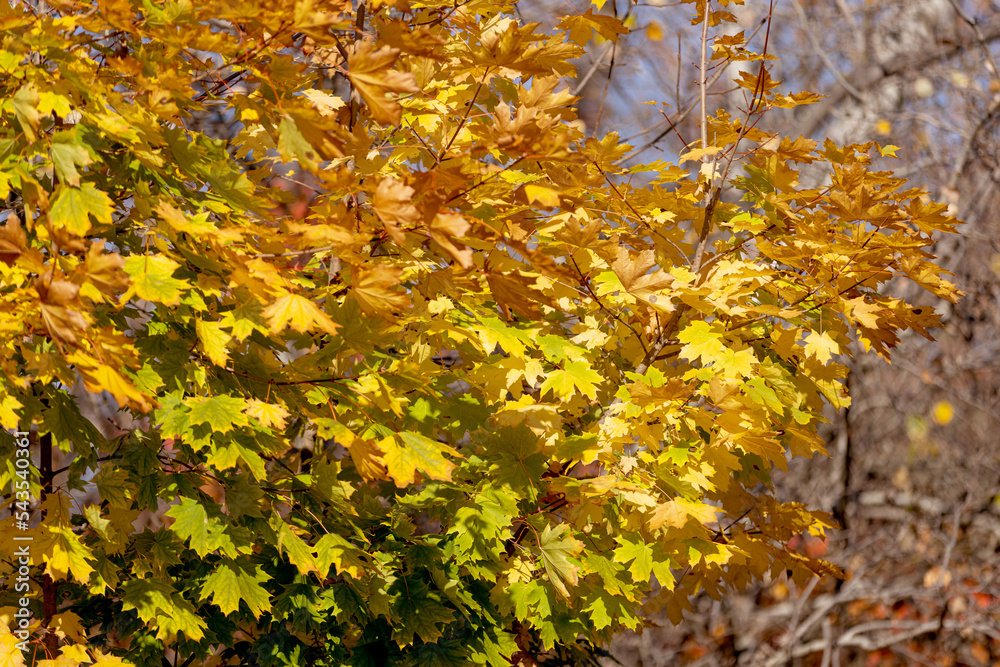 Autumn landscape background. Beautiful autumn landscape on sunny day, yellow, red leaves fall from trees. Bright warm autumn landscape. Beautiful calendar postcard screensaver. Selective soft focus Autumn landscape background. Beautiful autumn landscape on sunny day, yellow, red leaves fall from trees. Bright warm autumn landscape. Beautiful calendar postcard screensaver. Selective soft focus