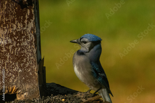 Bluejay 