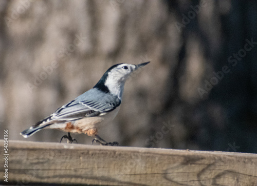 bird on a fence