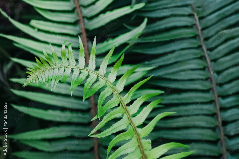 Green fern leaf close-up, natural background