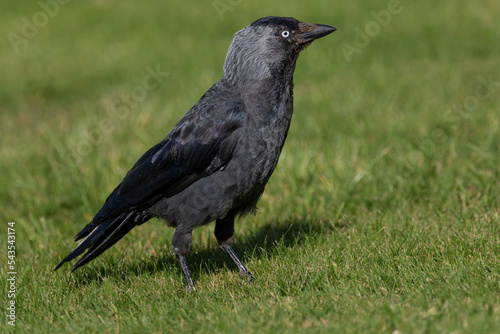 A Jackdaw (Coloeus monedula) on the grass.