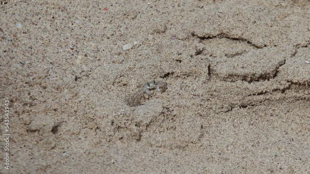 Beach Crab looking for food among the beach sand hit by the waves Beach Crab looking for food among the beach sand hit by the waves