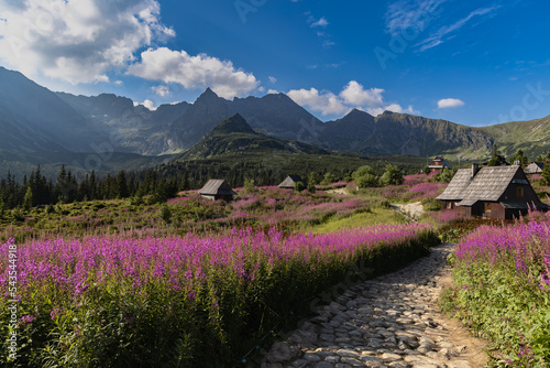 The Gasienicowa Valley in Tatra Mountains beautiful landcape with a shepherd's hut in the foreground surrounded by beautiful violet Kiprzyca willowowka.