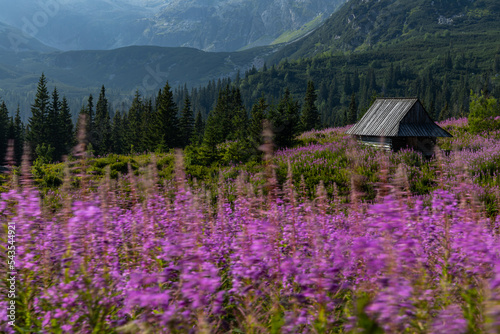 Shepherd's hut in the Gasienicowa Valley in the Tatra Montains during summer time with beautiful violet Kiprzyca willowowka