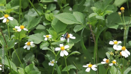 Honey wasp, honey bee, Black Wasp, Little wasp, little bee sucking nectar on white grass flower blooming in daytime photo