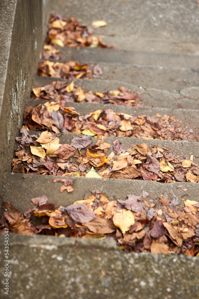 秋・冬・枯れ葉・落ち葉・階段・吹き溜り