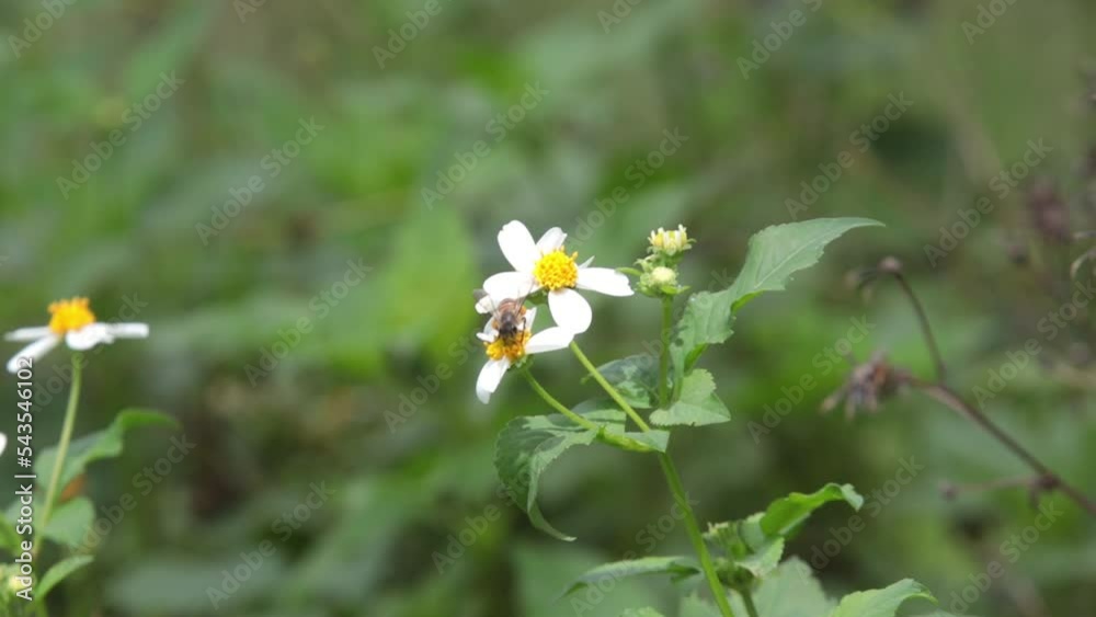 Honey wasp, honey bee, Black Wasp, Little wasp, little bee sucking nectar on white grass flower blooming in daytime Honey wasp, honey bee, Black Wasp, Little wasp, little bee sucking nectar on white grass flower blooming in daytime
