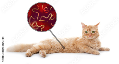 Cute cat and illustration of helminths under microscope on white background, banner design. Parasites in animal
