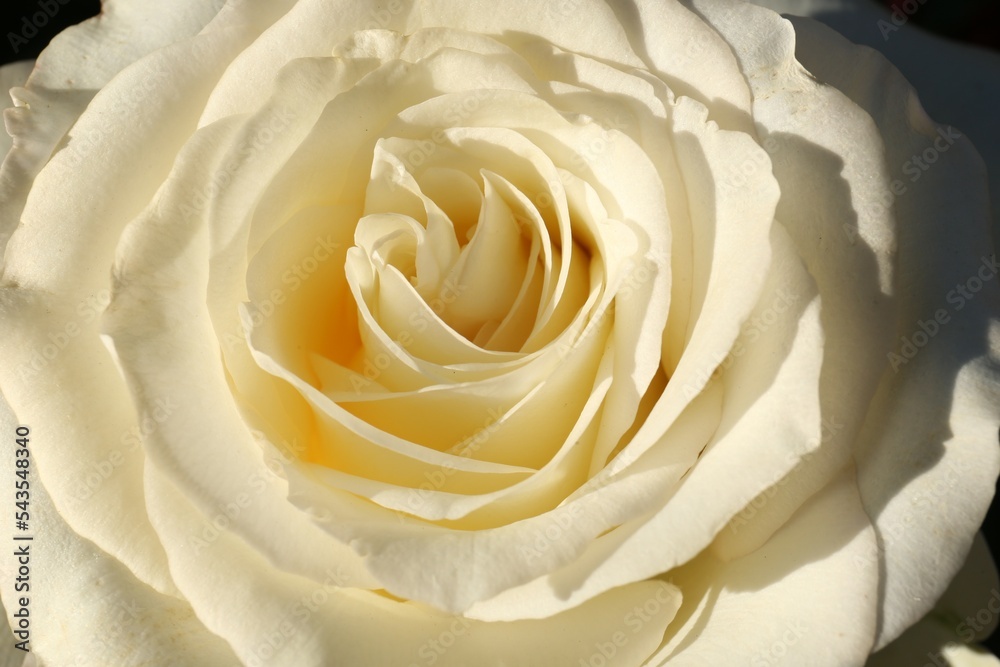 Beautiful yellow rose blooming on sunny day, closeup Beautiful yellow rose blooming on sunny day, closeup