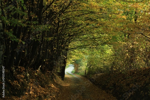 Picturesque view of path in autumn forest