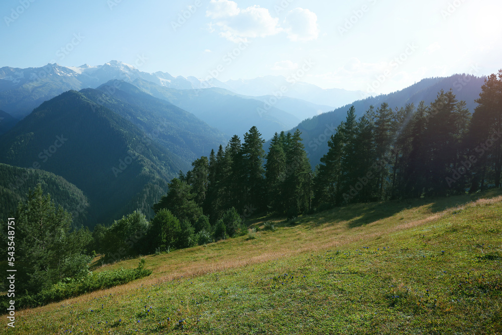 Obraz premium Picturesque view mountain landscape with meadow and forest on sunny day