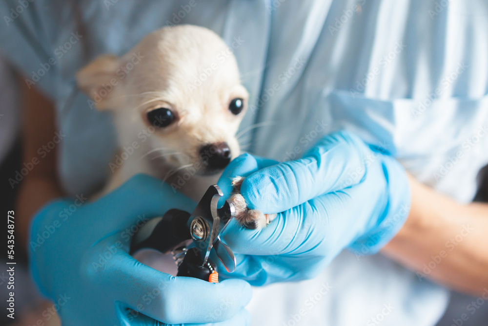 Dog Using Tools Veterinarian Tools For Dogs