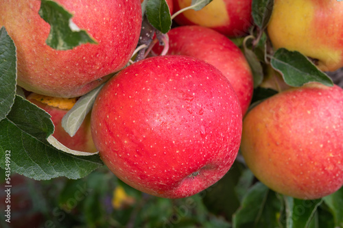 Big ripe red braeburn apples hanging on tree in fruit orchard ready to harvest photo