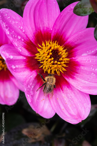 Small bee sitting on flower of Asteraceae Dahlia Happy single wink © barmalini