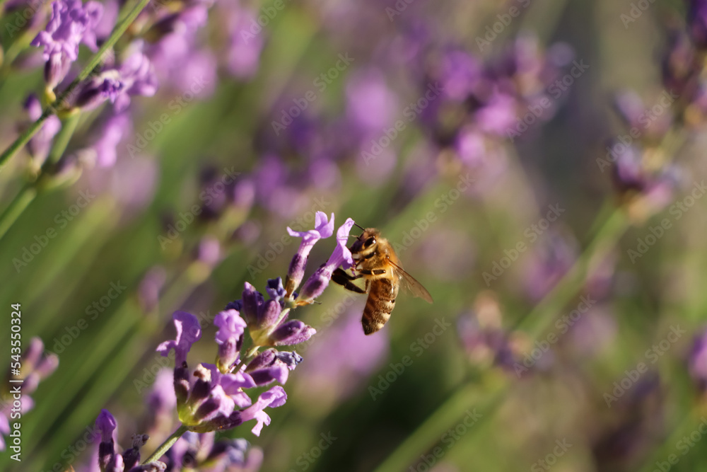 Closeup view of beautiful lavender with bee in field on sunny day Closeup view of beautiful lavender with bee in field on sunny day