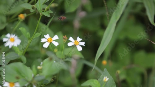 Honey wasp, honey bee, Black Wasp, Little wasp, little bee sucking nectar on white grass flower blooming in daytime photo