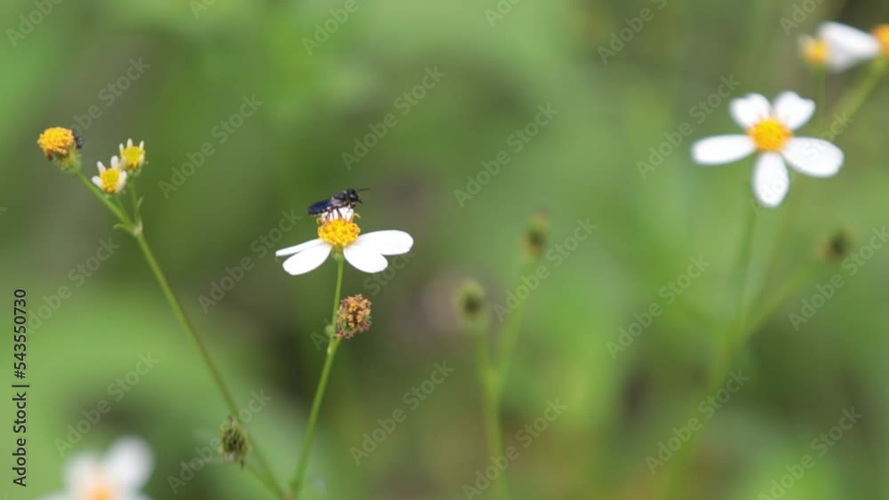 Honey wasp, honey bee, Black Wasp, Little wasp, little bee sucking nectar on white grass flower blooming in daytime Honey wasp, honey bee, Black Wasp, Little wasp, little bee sucking nectar on white grass flower blooming in daytime