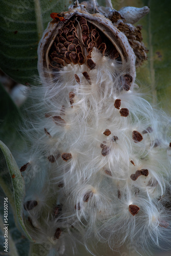 Close-up on milkweed seed pod selective focus on seeds, in nature, with copy-space