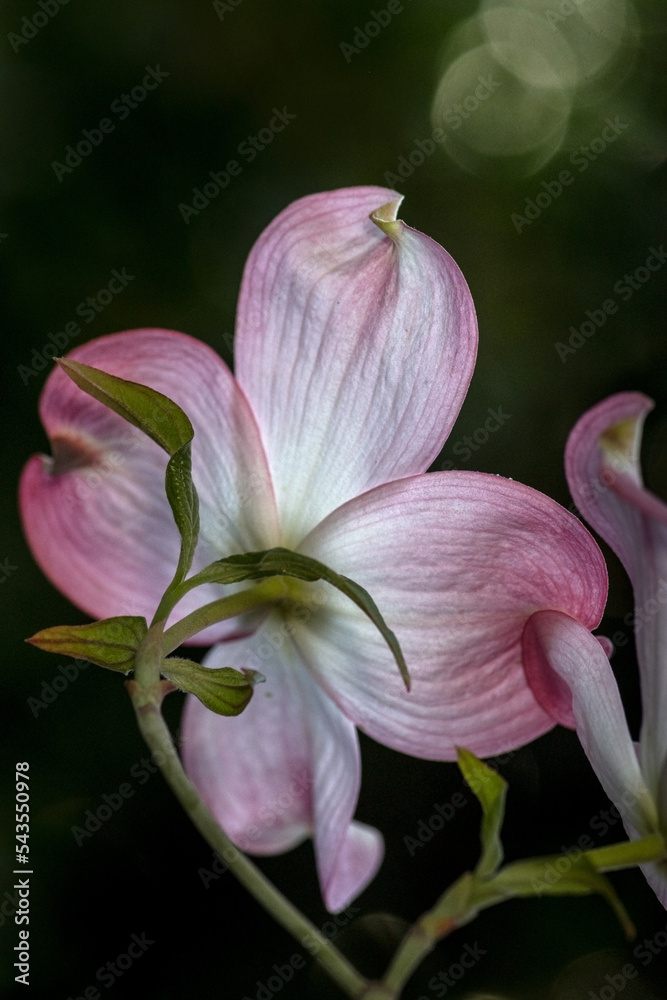 Close-up on the underside of a pink dogwood flower on green background and bokeh, viewed from the side, highlighting the yellow and green center- Cornus sp , hope concept