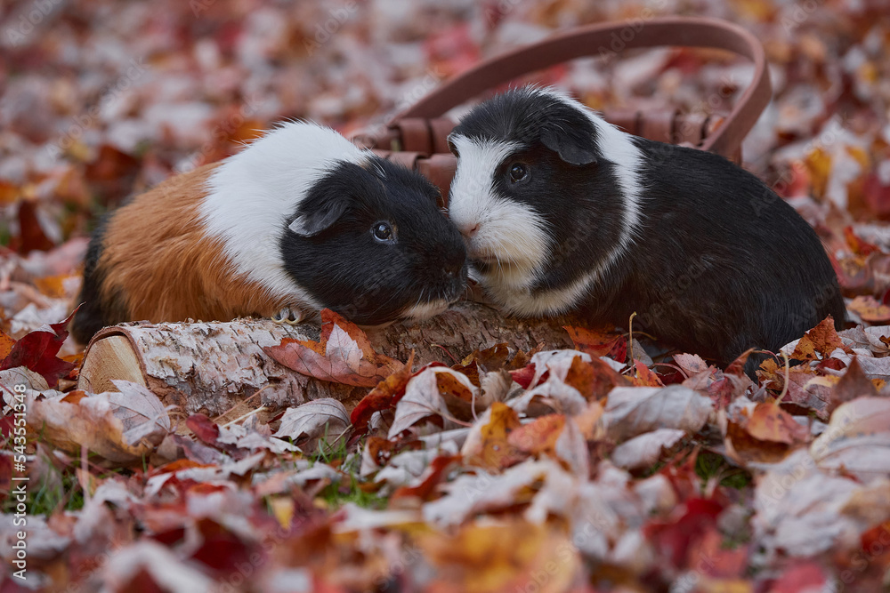 Two Cute Guinea pigs sitting in autumn foliage colorful leaves outdoors enjoying sunset Two Cute Guinea pigs sitting in autumn foliage colorful leaves outdoors enjoying sunset