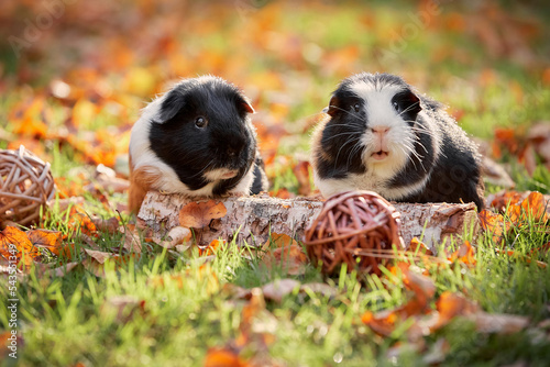 Two Cute Guinea pigs playing in autumn foliage colorful leaves outdoors enjoying sunset
