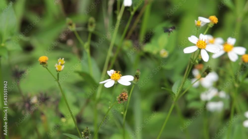 Honey wasp, honey bee, Black Wasp, Little wasp, little bee sucking nectar on white grass flower blooming in daytime Honey wasp, honey bee, Black Wasp, Little wasp, little bee sucking nectar on white grass flower blooming in daytime