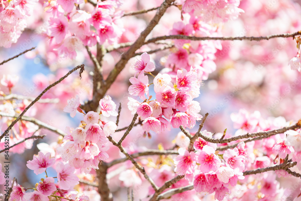 河津桜	