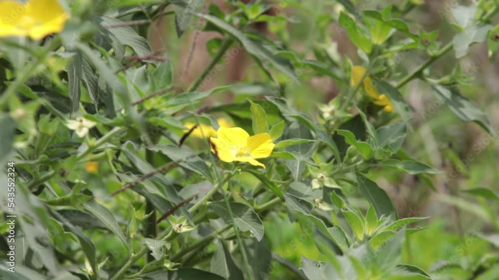 Bee beetles, Bombus vertalis, Hymenoptera, Apidae are very useful in pollinating large flowers such as sunflowers. Bee beetles, Bombus vertalis, Hymenoptera, Apidae are very useful in pollinating large flowers such as sunflowers.