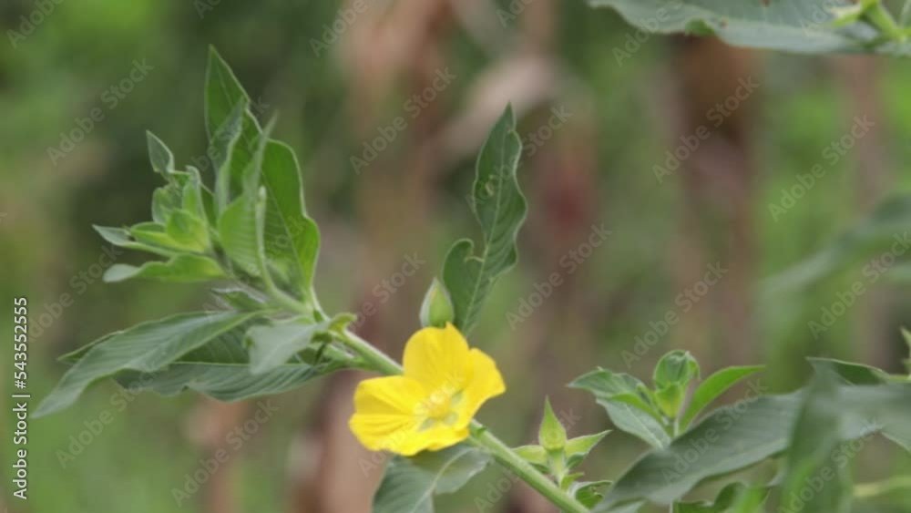 Bee beetles, Bombus vertalis, Hymenoptera, Apidae are very useful in pollinating large flowers such as sunflowers. Bee beetles, Bombus vertalis, Hymenoptera, Apidae are very useful in pollinating large flowers such as sunflowers.