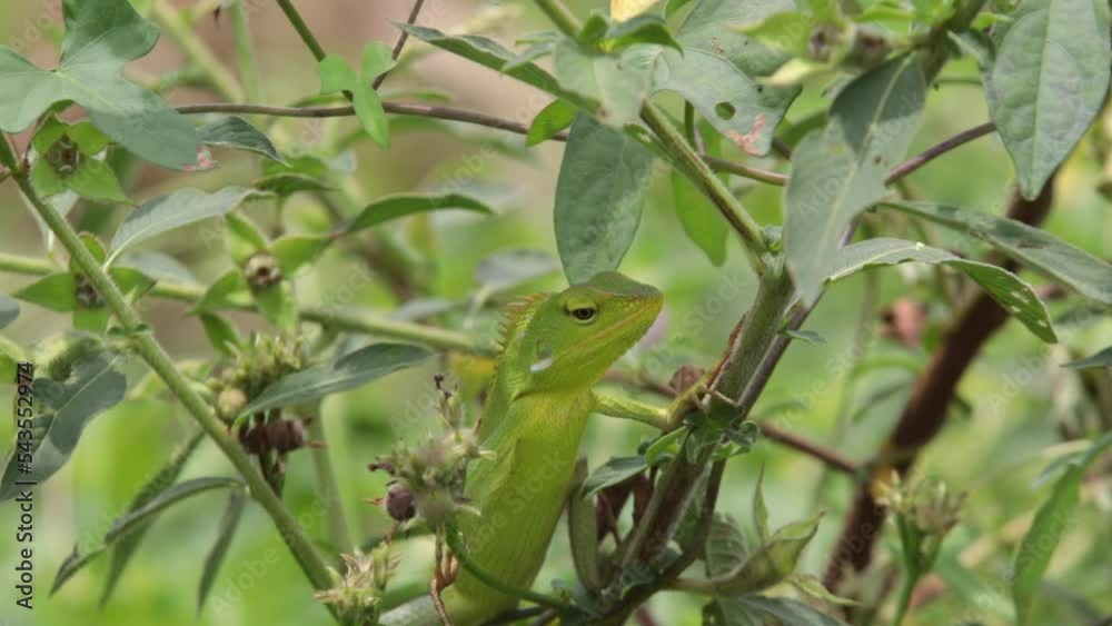 A Chameleon, green lizard, Calotes, bengkarung, Bronchocela Sp, Chamaeleonidae equate the color of their body skin with the green color of the leaves which is almost no different A Chameleon, green lizard, Calotes, bengkarung, Bronchocela Sp, Chamaeleonidae equate the color of their body skin with the green color of the leaves which is almost no different