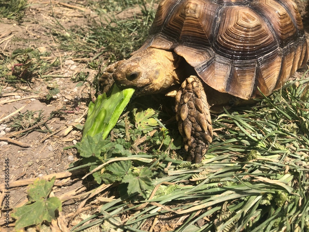 Naklejka premium Beautiful sulcata tortoise from africa