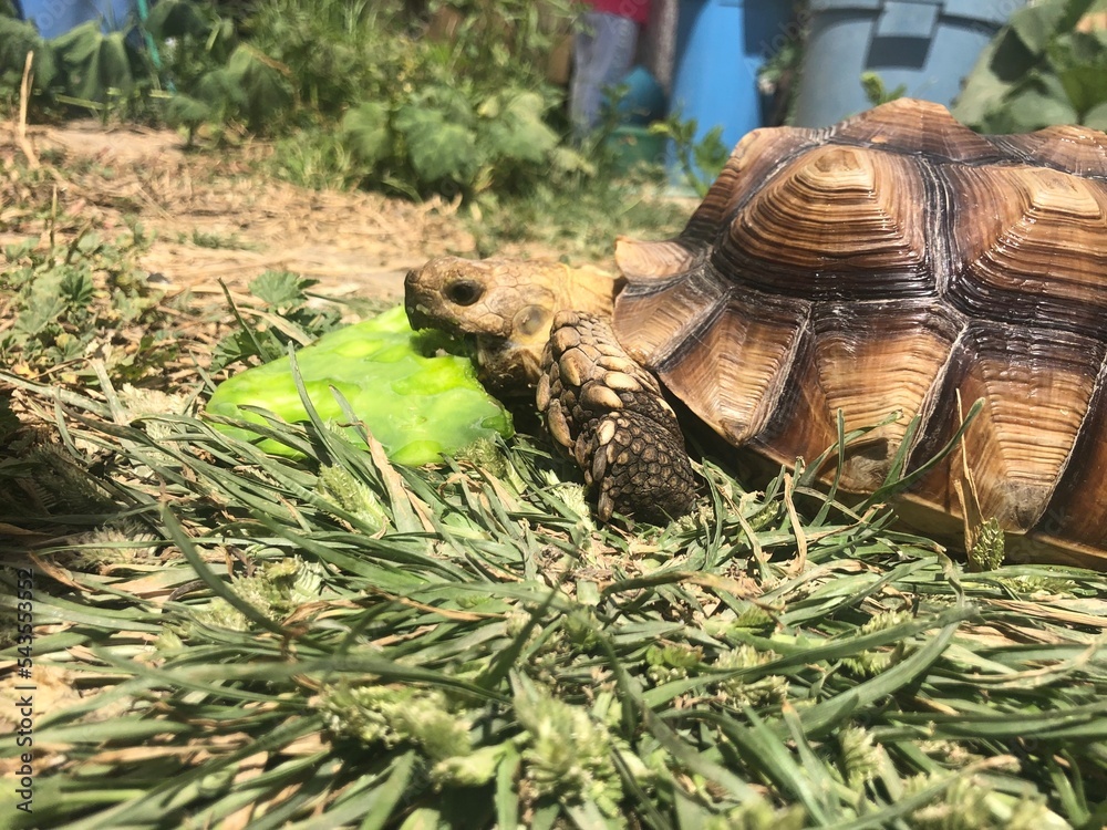 Naklejka premium Beautiful sulcata tortoise from africa