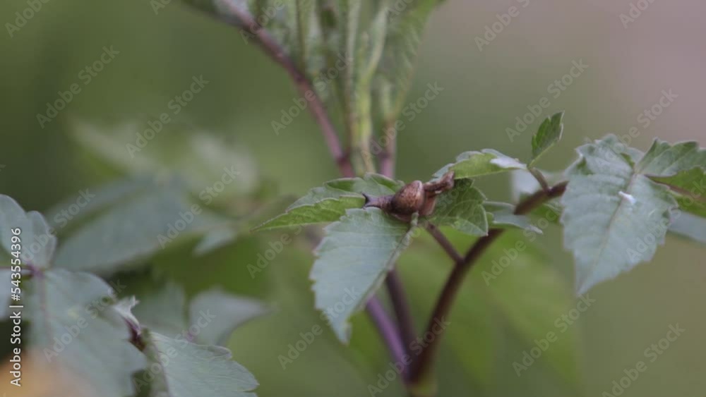 Snails without shells walk among the leaves Snails without shells walk among the leaves