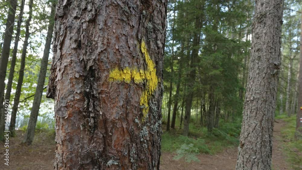The yellow arrow sign on the trunk of the tree for the hikers during ...