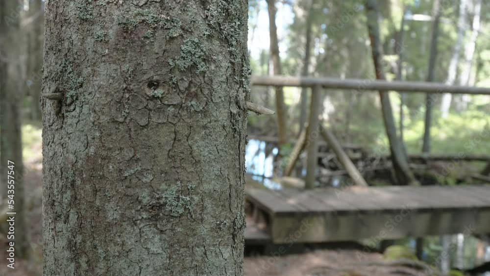 The bark of the tree trunk in the forest as seen on a closer look in Estonia The bark of the tree trunk in the forest as seen on a closer look in Estonia