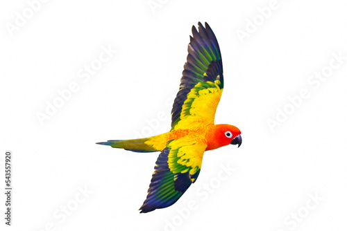 Sun conure or sun parakeet flying isolated on white background.