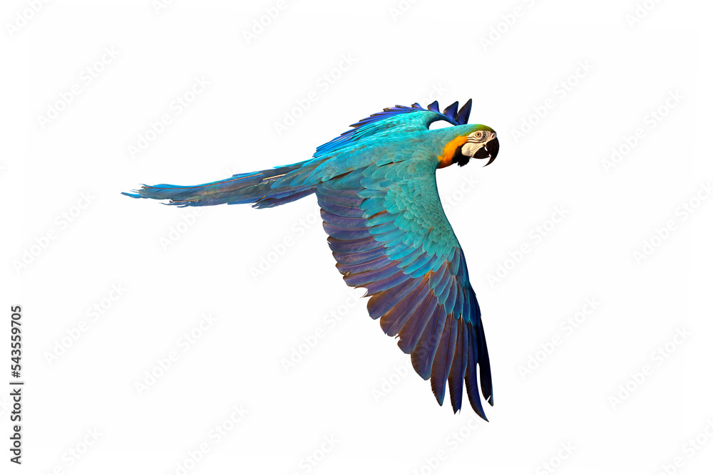 Colorful Blue and gold macaw flying isolated on white background.