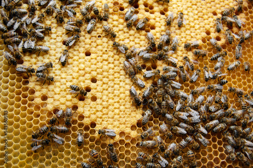 Close up of bees in beehive on honeycomb. Macro photo of working bees on honeycombs. Beekeeping and honey production. Top view