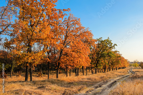 View of beautiful autumn fo...