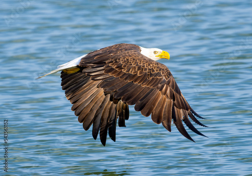 bald eagle in flight