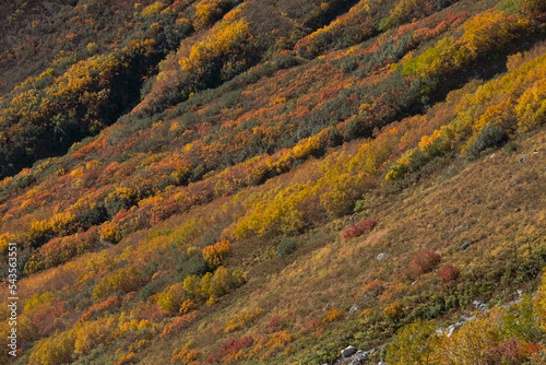 秋の山の風景 © Casey