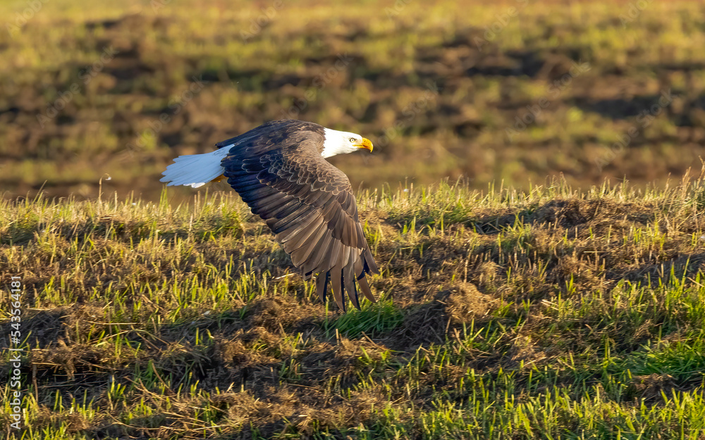 Fototapeta premium bald eagle in flight