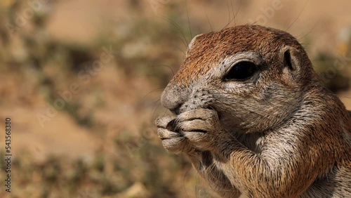 Close up of a Xeri, the ground squirrel, searching for food in the Kgalagadi Transfrontier Park, South Africa photo